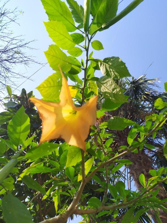 צקאלטובו Сибиряк מראה חיצוני תמונה